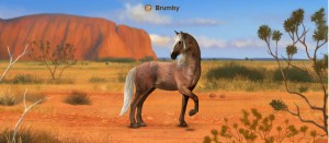 brumby.jpg
